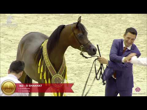 N 162 D SHAKHAT   Sharjah Arabian Horse Festival 2020   Junior Colts Championship Class 18