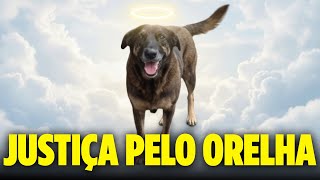 ESSA É A VERDADE SOBRE O CASO DO CACHORRO ORELHA
