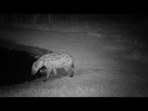 Djuma: Hyena drinking - 19:04 - 07/03/19