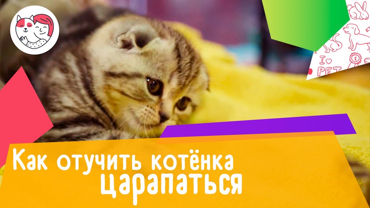 4 совета, как отучить котёнка царапаться