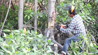 วิดีโอ Polo เลื่อยโซ่ PL115I ตัดไม้โกงกาง