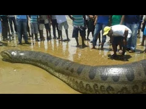 download lagu mp3 mp4 Sucuriju, download lagu Sucuriju gratis, unduh video klip Sucuriju