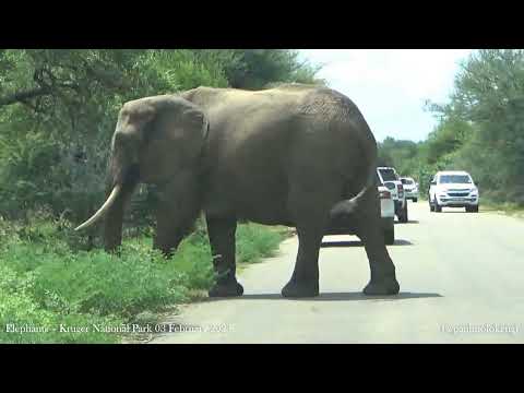 Kruger National Park 03 February 2023 - Elephants.