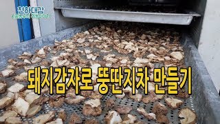 돼지감자 수확부터 뚱딴지차 만들기 [시골농부 천하대감]