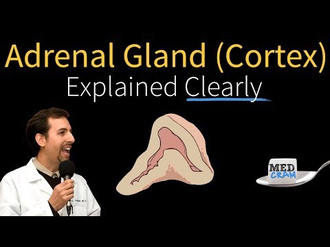 download lagu mp3 mp4 Adrenal Gland And Diabetes, download lagu Adrenal Gland And Diabetes gratis, unduh video klip Adrenal Gland And Diabetes
