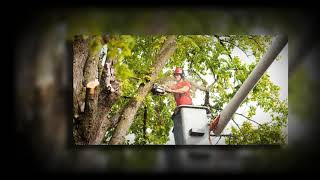Tree Removal Dublin - https://goodfellers.ie/tree-felling/