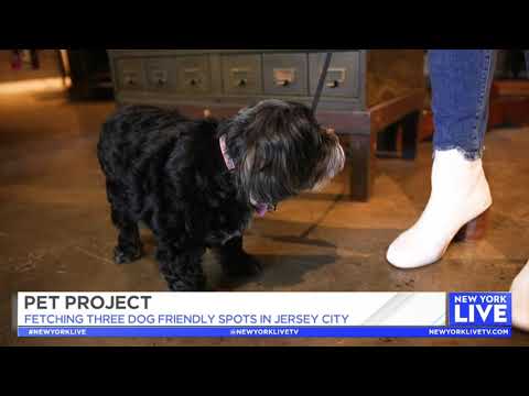 image-Are dogs allowed in stores in New Jersey?