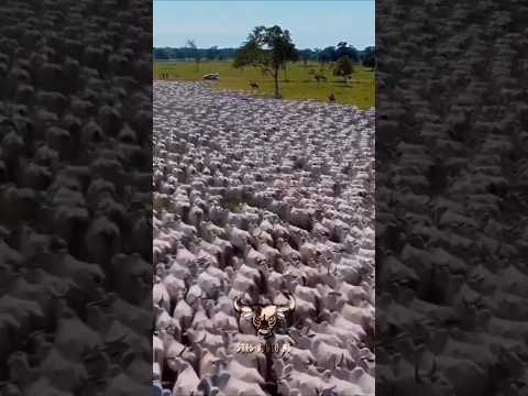 #GadoNelore #Pecuaria #PecuariaDeCorte #Agronegocio #Brasil #Rondonia #ColoradoDoOeste