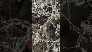 Drückjagd im Eichenwald 🐗 von  ⁨@wildhuntblackforest4494⁩