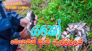 තිලාපි අල්ලමු|Thilapi fish catching | hook fishing | Thilapi fish | billy කොක්ක youtube channel🇱🇰