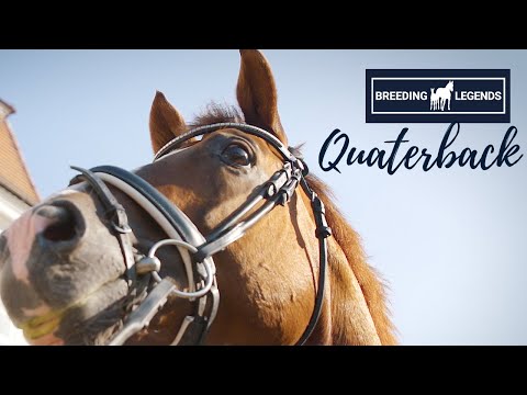 Breeding Legends | Quaterback 🧡 | Ein Charakter aus Gold | Top Vererber!