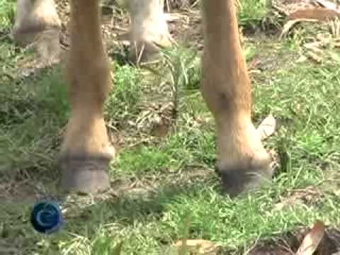 Caballos Criollos La Entrerriana 1/3