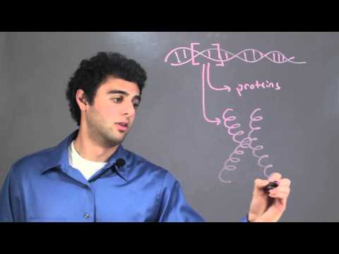 Summary of the Connections Between Chromosomes, Genes & DNA : Biology & DNA