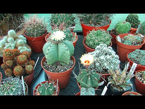 Astrophytum myriostigma var. nudum & Astrophytum crassispinum Cactus Plants in Flower