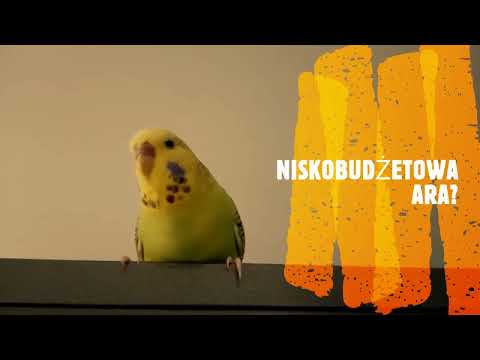 Najtańsze papugi - czy są tanie w utrzymaniu? Papużki faliste, nimfy i inne... niskobudżetowe ary.