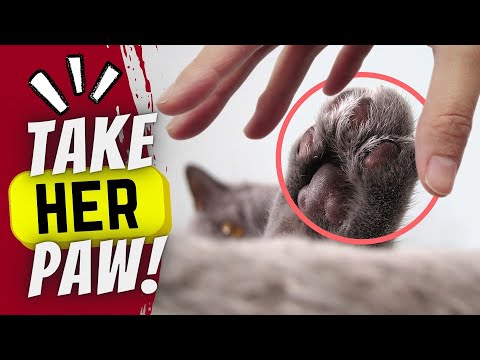 Take your cat's paw and see what happens!
