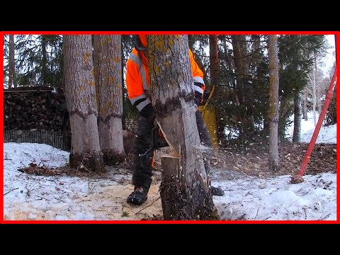 Rotten Tree hat seinen eigenen Kopf!!