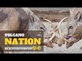Volcano Nation - हिन्दी डॉक्यूमेंट्री | Wildlife documentary movie in Hindi, Anima
