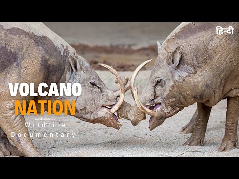 Volcano Nation - हिन्दी डॉक्यूमेंट्री | Wildlife documentary movie in Hindi, Animal Planet