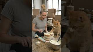 #youtubeshorts  #viral #comedy  #shorts #cat
