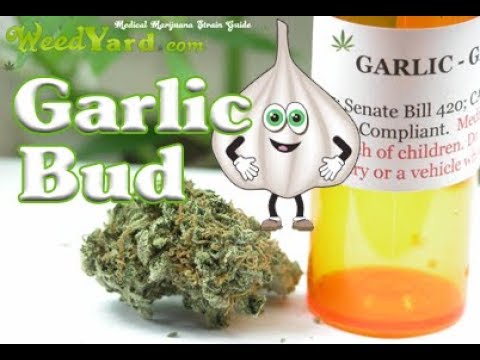 download lagu mp3 mp4 Garlic Bud, download lagu Garlic Bud gratis, unduh video klip Garlic Bud