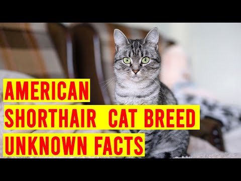 American Shorthair Cat Breed Everything You Need To Know/ All Cats