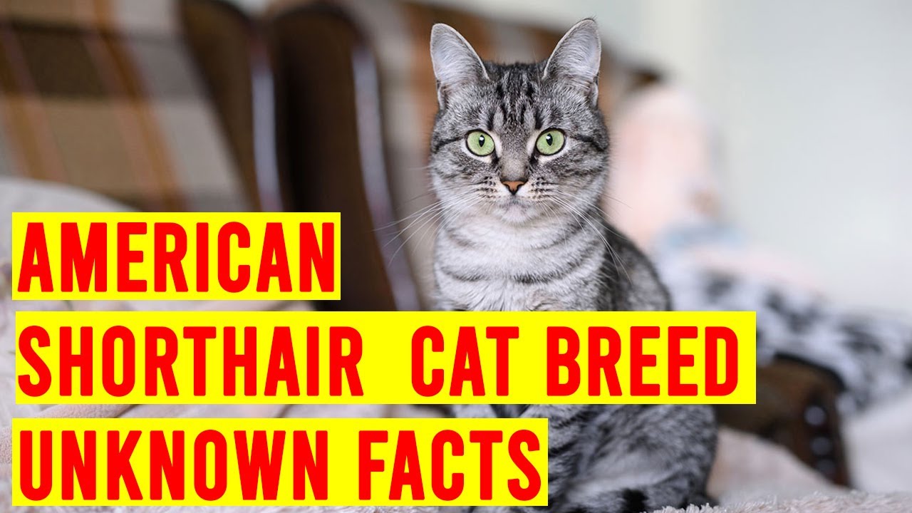 American Shorthair Cat Breed Everything You Need To Know/ All Cats