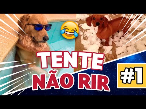 TENTE NÃO RIR - melhores vídeos e memes de animais 2023 - #1 