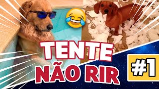 🤣 CACHORROS ENGRAÇADOS 🐶 – MELHORES VÍDEOS DE 2021