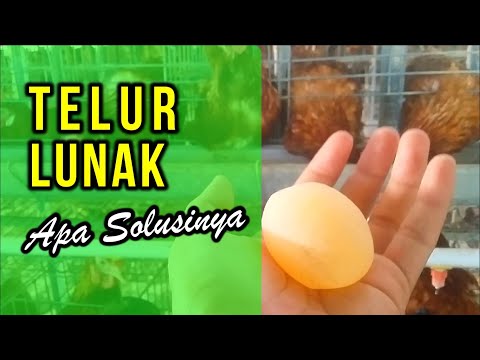 , title : 'Telur Cangkang Lunak'