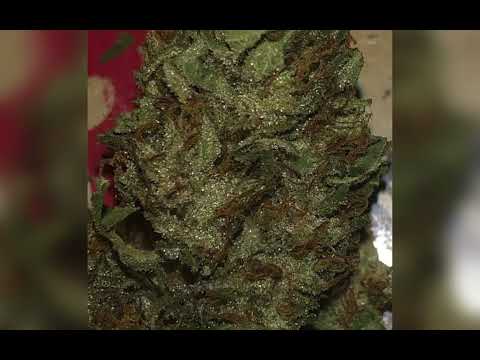 Chocolate Banana x Chocolate Kush Flower Budz