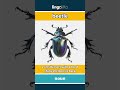 beetle - a small insect with a hard,... video thumbnail