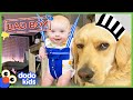 Can A Big Bad Dog Become The Best Big Brother Animal Videos For Kids Dodo Kids