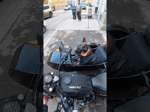 МОЙ ДРУГ ОТТО! #немецкаяовчарка #мотоциклурал #мотоссср #мото