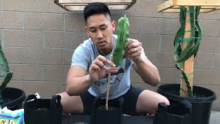 How to Plant Dragon Fruit Cuttings
