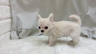 チワワ（ロング）の動画01