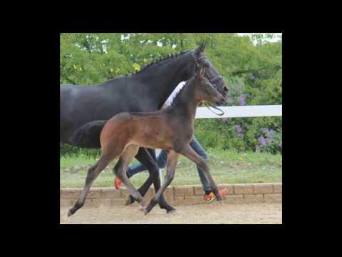 KN 1 Acapulco II GE Hf v. Apache - Fürstenball