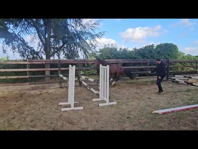 M&acirc;le PFS 2 ans par Champagne d'Ar Cus Top origines CSO 