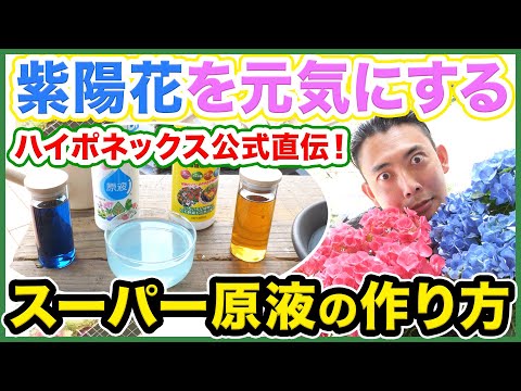 冬のジェル保護後にアジサイを再活性化するためのヒント