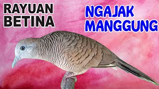 Download lagu Suara burung Perkutut BETINA memanggil jantan mp3