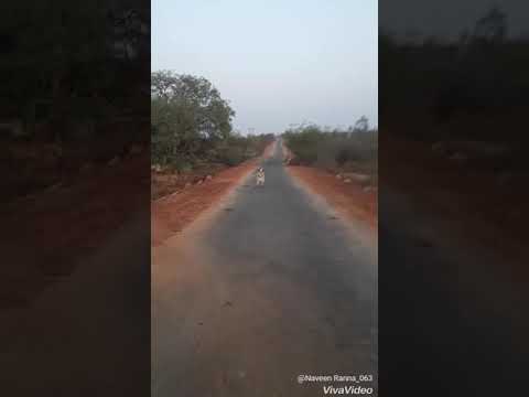 King of JB halli. Huccha