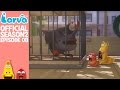 Official Black S Back Larva Season 2 Episode 8