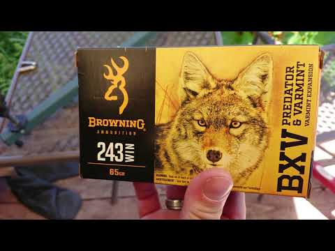 X Bolt Stalker in 243 using BXV ammo.