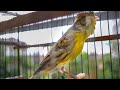 Canary Song - Spanish Timbrado Classico - A gift to a Friend