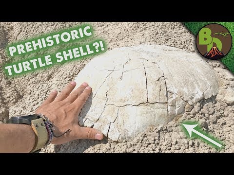 Unearthing a Prehistoric Turtle!