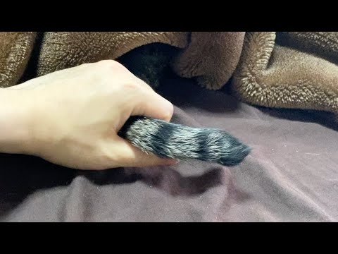 猫はなぜ尻尾を動かすのでしょうか?