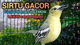 Download lagu SIRTU GACOR PANDAI MEMANCING EMOSI LAWAN - BIKIN SIRTU/CIPOH GACOR NYAUT SEMUA mp3