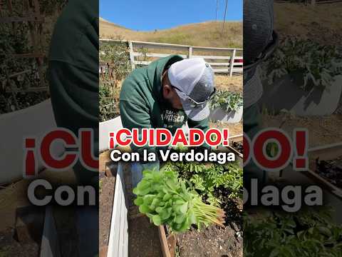 Verano - La Verdolaga