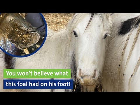 You won’t believe what this foal had on his foot!