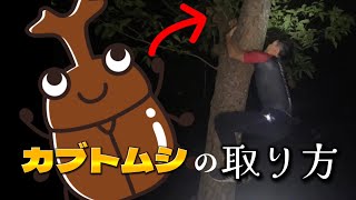 #60【昆虫】カブトムシの取り方。
